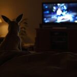 Kangaroo in a living room watching TV.