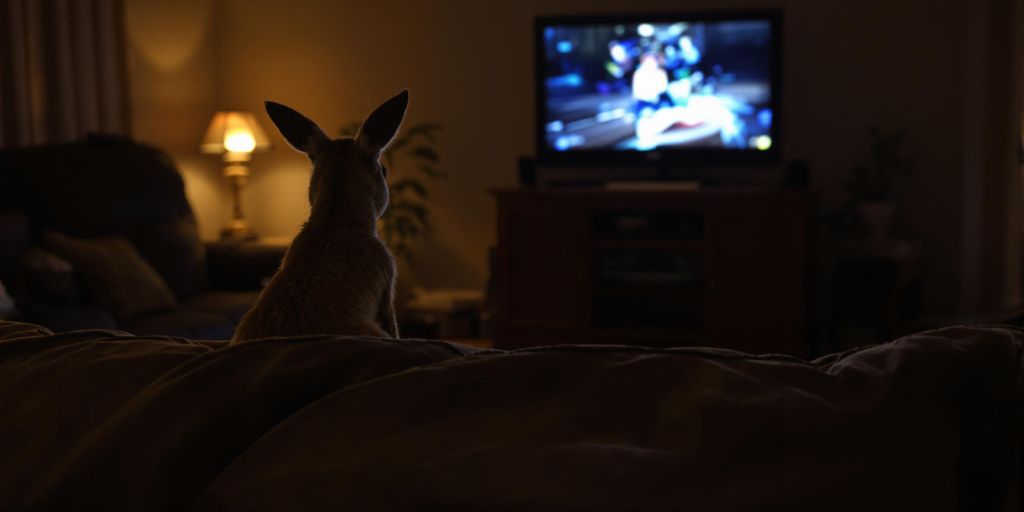 Kangaroo in a living room watching TV.