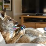 Kangaroo chilling with remote, watching Netflix.