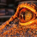 Outback croc, movie reels, Prime Video logo, Aussie flag hues