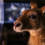 Kangaroo watching TV, Down Under Netflix binge.